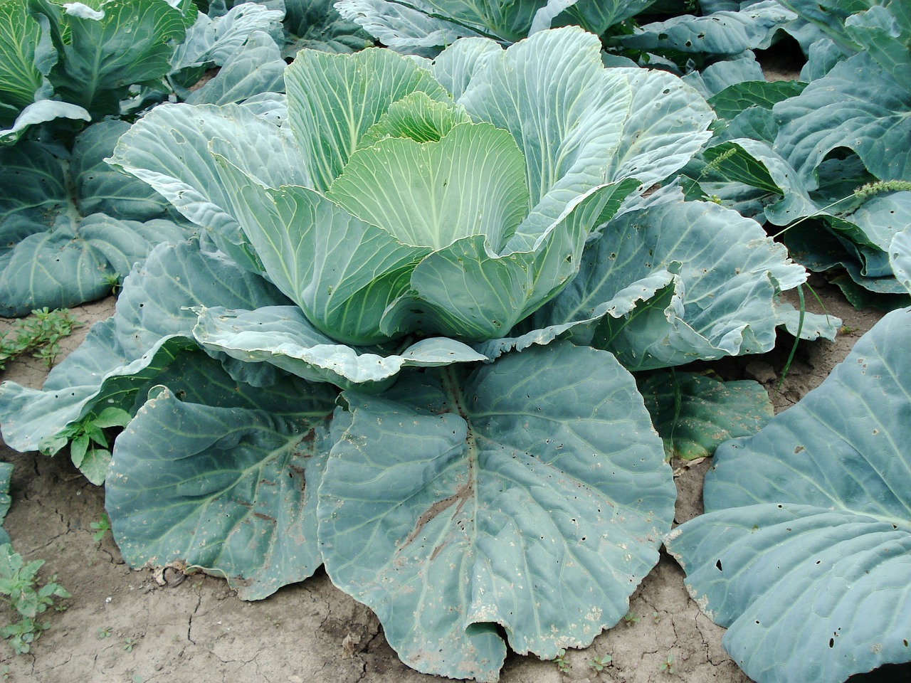 Best Tips for Growing Cabbage in Your Garden